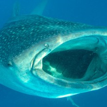 guillen-requins-baleine-2