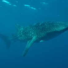 guillen-requins-baleine-6