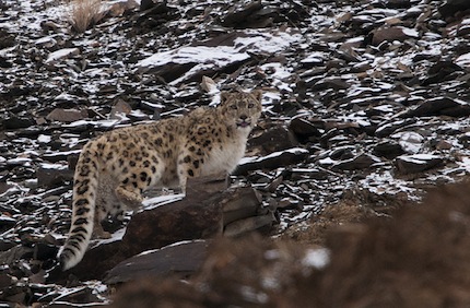 Inde – Voyage photo animalier « La quête du léopard des neiges en himalaya »