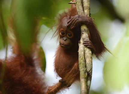 Malaisie – Voyage Photo Animalier « Au coeur de la jungle de Bornéo »