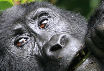 Ouganda – Voyage Photo Animalier « Rencontre avec les Gorilles des Montagnes »