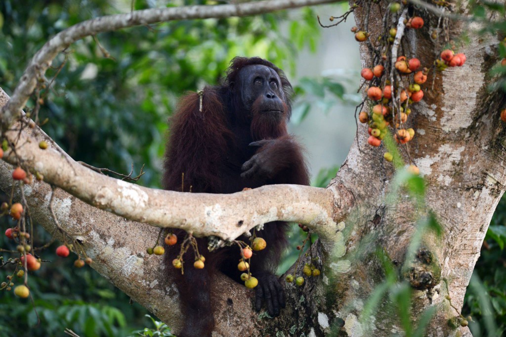Bornéo et Orang Outan – Février 2015