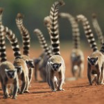 voyage photo madagascar