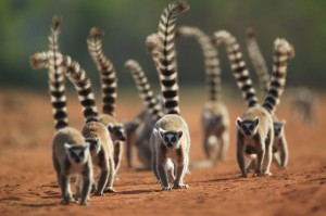 Madagascar – Voyage Photo – Au coeur de l’île des Lémuriens