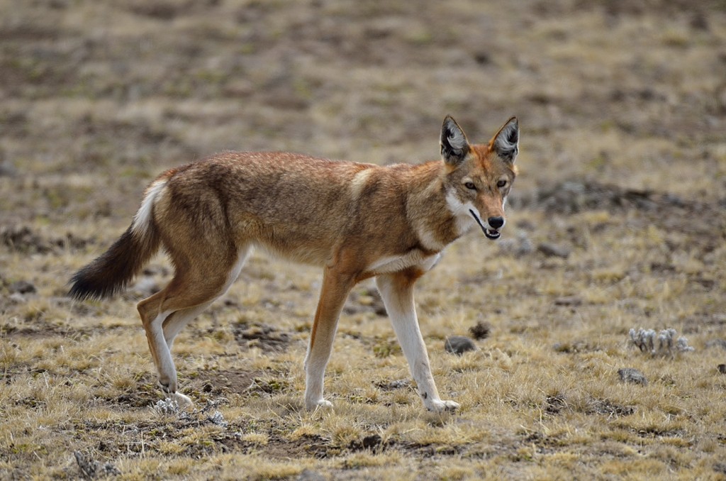 Ethiopie – Voyage observation et photographie animalière