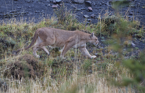 Patagonie – Voyage Photo « A la rencontre du Puma des Montagnes »