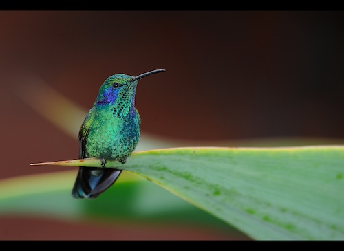 Costa Rica – Voyage Photo Animalier « Au pays des oiseaux colorés »