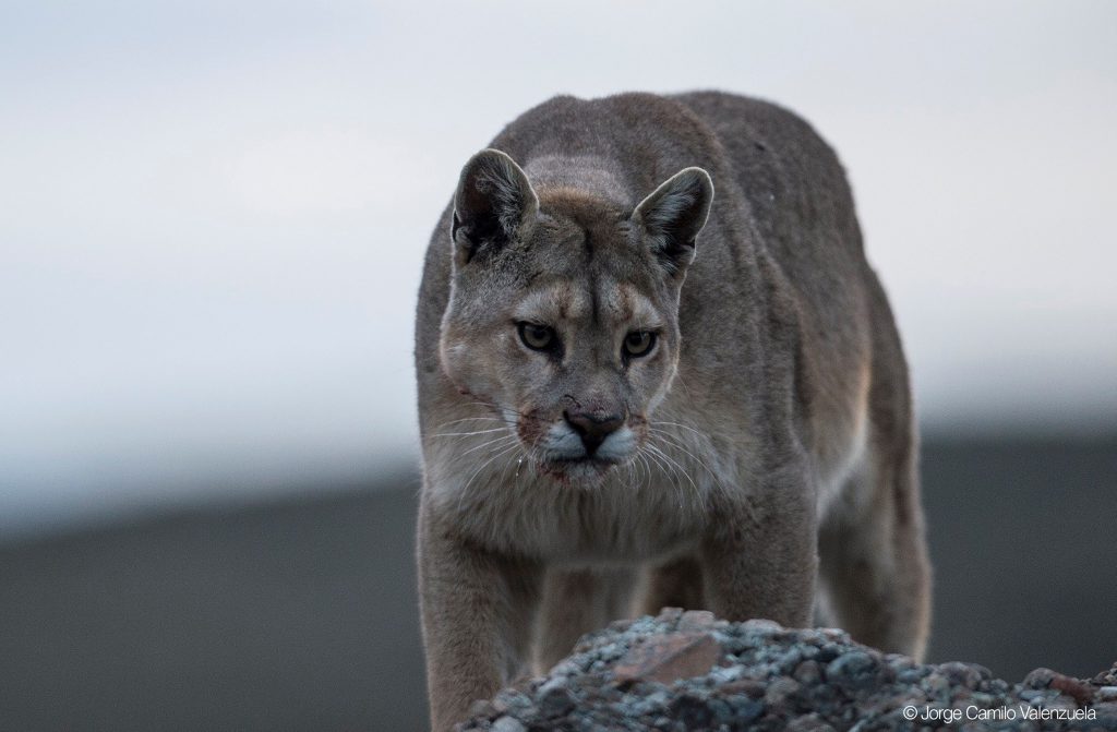 Patagonie – Quête du Puma