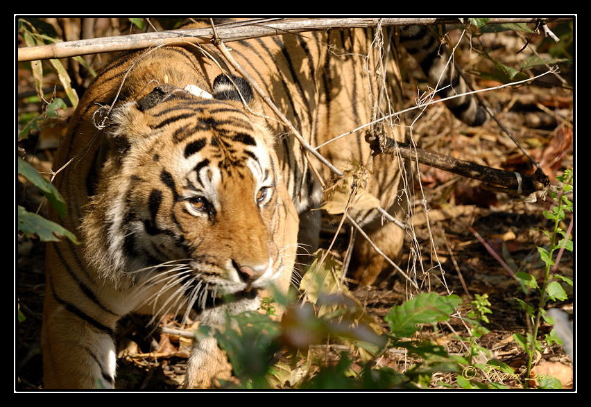 Rencontre avec tigres