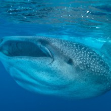 guillen-requins-baleine-1