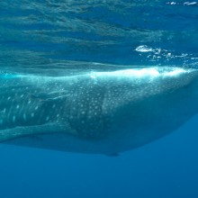 guillen-requins-baleine-3