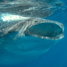 guillen-requins-baleine-4