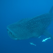 guillen-requins-baleine-5