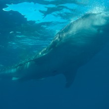 guillen-requins-baleine-7