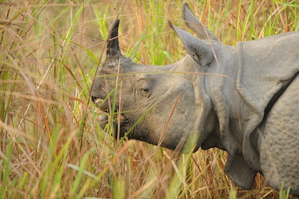 Rhinoceros_Inde_29-03-2012 _072