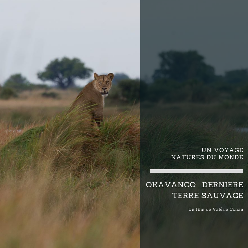 Okavango, dernière terre sauvage