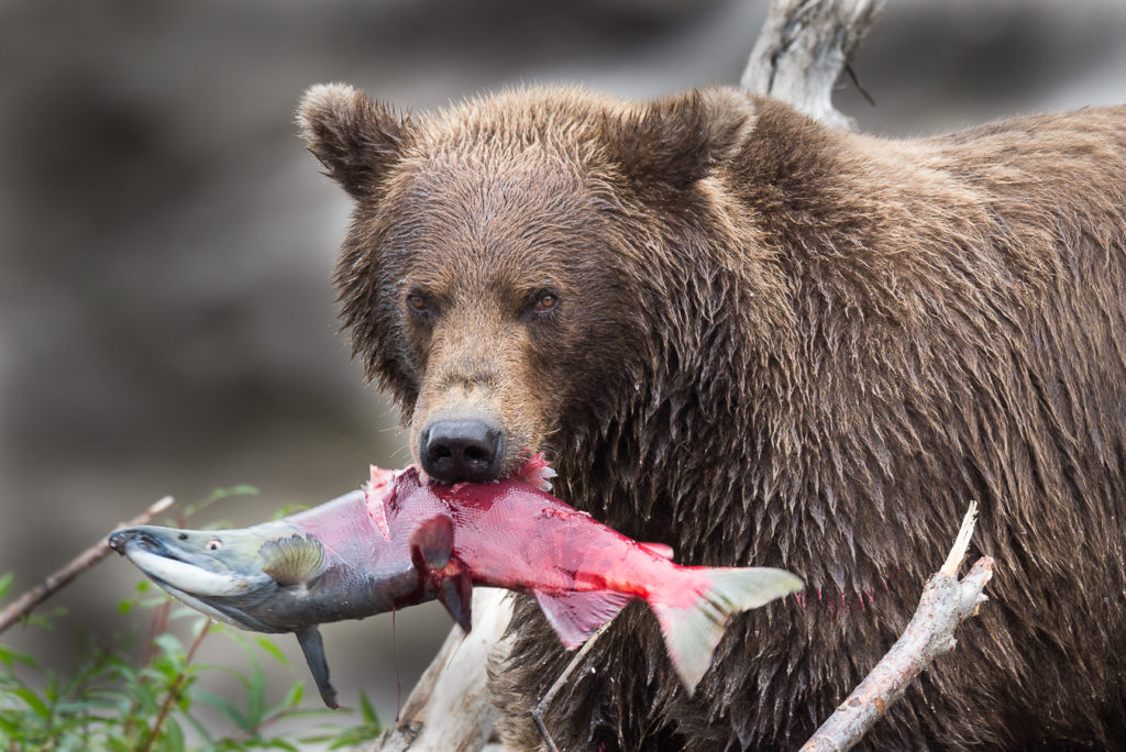 Ma rencontre avec les Ours du Kamchatka